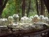 forêt enchantée