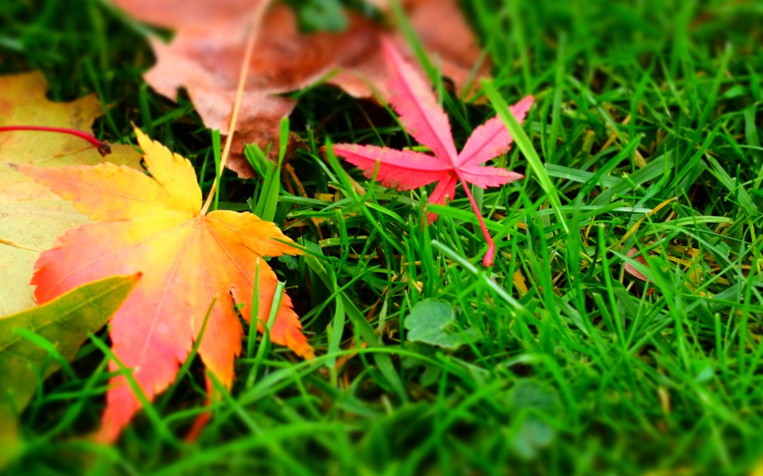 AUTOMNE